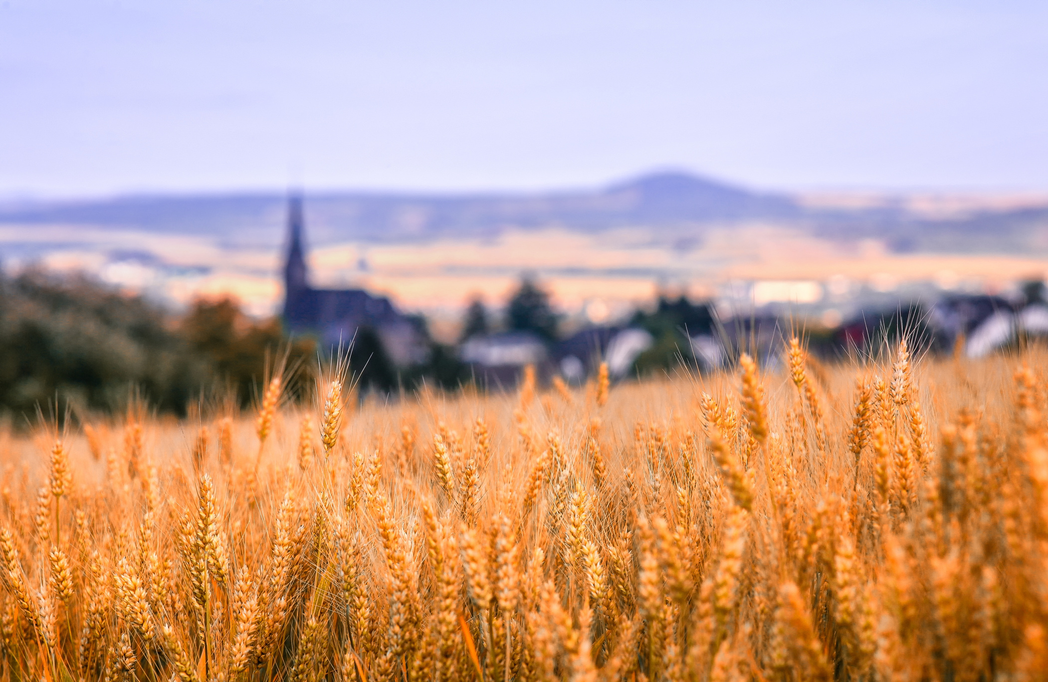 Grains in the Field
